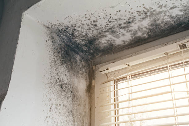 Trusted Bathroom Mold Removal service in Shepherdsville, KY - Cheap Mold Removal