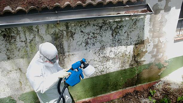 Trusted Mold Inspection service in Shepherdsville, KY - Cheap Mold Removal